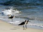 beach9_small.jpg